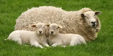 merinos-koyun