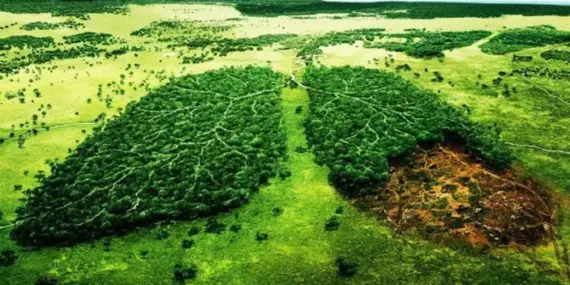 Orman Haftası: Yeşil Vatan İçin Yeşil Bir Farkındalık