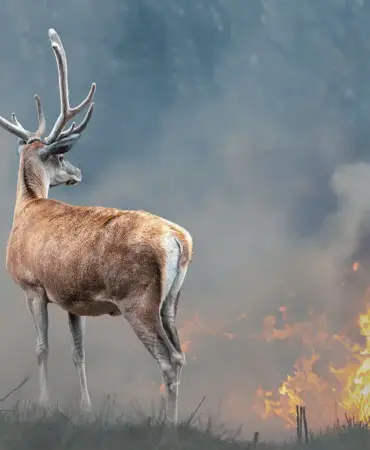 orman-yanginlari-sonra