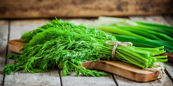 Dereotu Nedir? Dereotu Faydalı Mı?