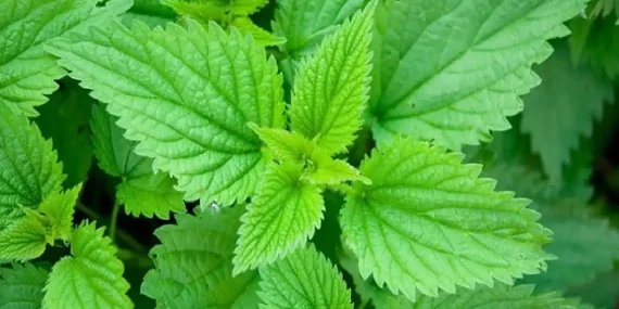 Isırgan otunun faydaları nelerdir?