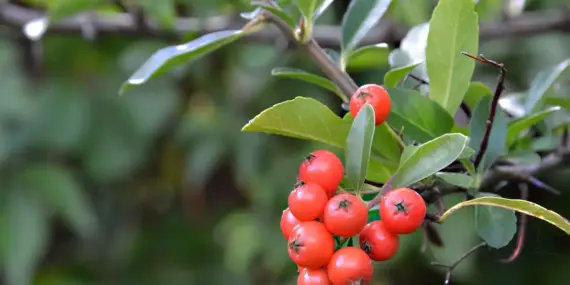 Kokina Çiçeği Nedir?