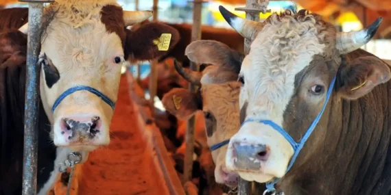 Van’da kurban satış ve kesim yerleri belirlendi