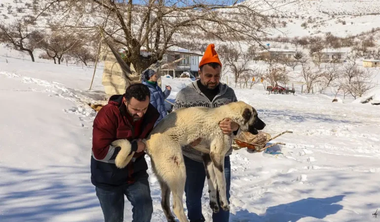 van-yarali-kopek