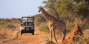 African-Safari