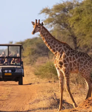 African-Safari
