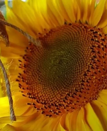 ithalatla-ureticiye-darbe-aycicegi-tohumunda-gumruk-vergisi-sifirlandi-1732704725-367_large.webp