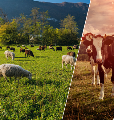 tarsim-destek-vitrin