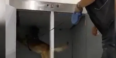 gumruk-op