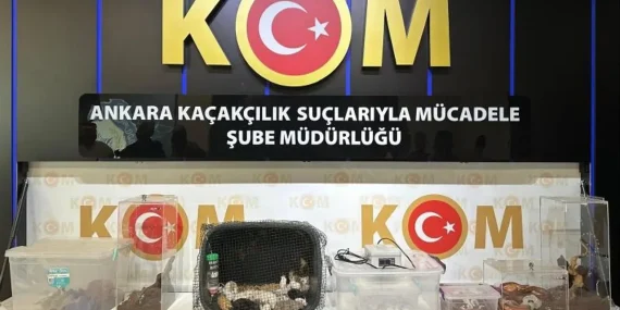 Ankara merkezli operasyonda 96 egzotik hayvan ele geçirildi