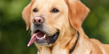 labrador-retriever-kopek
