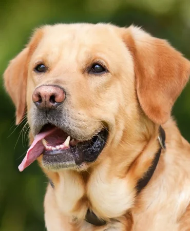 labrador-retriever-kopek