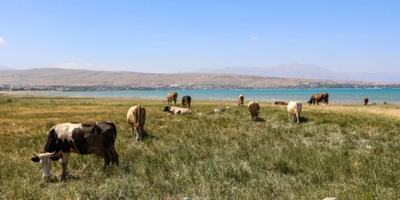 Van Gölü’nde hayvan otlatma yasaklandı