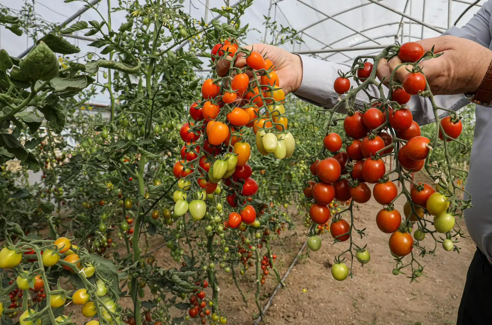 Van'da ata tohumlarından ilk hasat