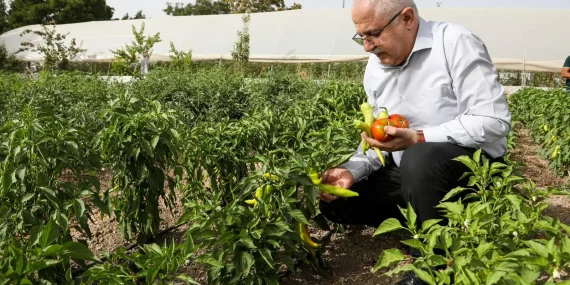 Van’da ata tohumlarından ilk hasat