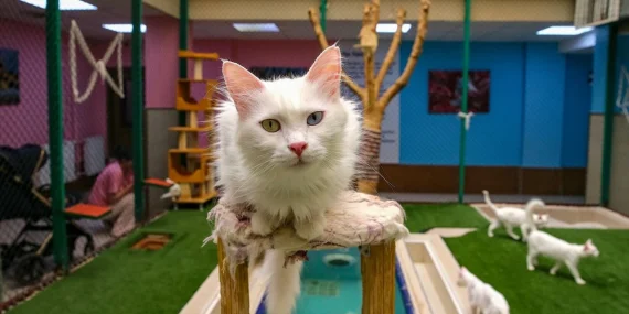 Van kedileri yazı klimalı odalarda ve havuzda geçiriyor