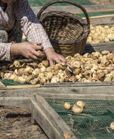 1756881064-1728280695-1717677940-1713451218-1693115846-incir6-1756886883-651-x750