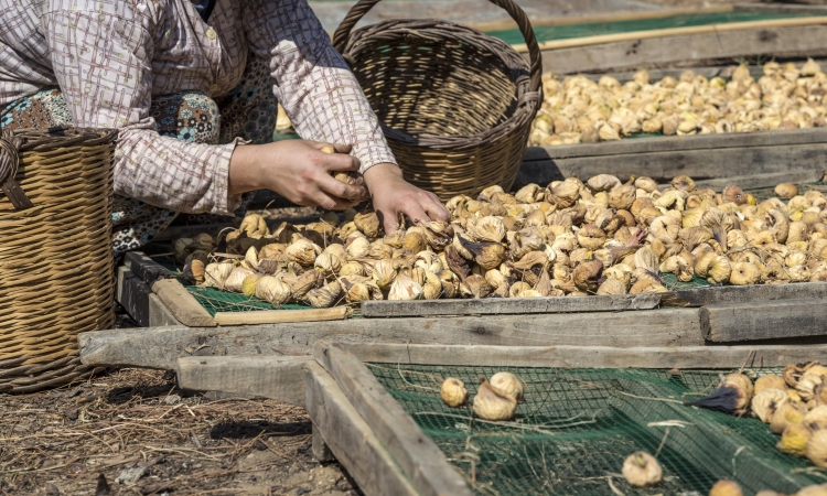 1756881064-1728280695-1717677940-1713451218-1693115846-incir6-1756886883-651-x750