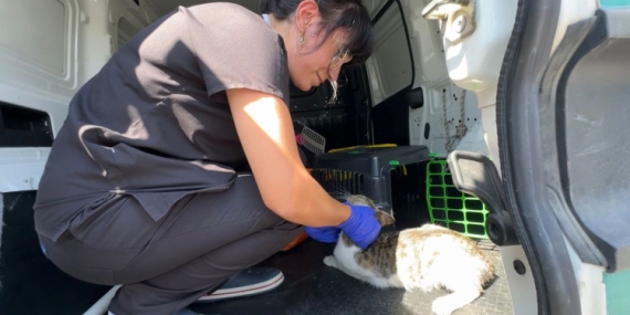 İstanbul Bakırköy’de üç gündür mahsur kedi kurtarıldı