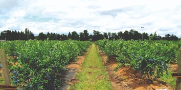 maviyemis-ihracatindan-42-milyon-dolarlik-kazanc