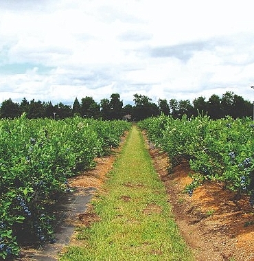 maviyemis-ihracatindan-42-milyon-dolarlik-kazanc